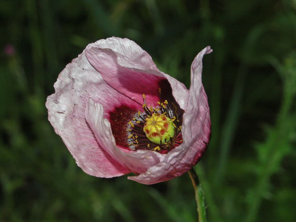 Papaver setigerum / Papavero setoloso